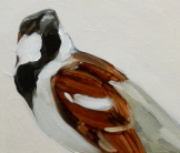 Sparrow, Chitwan National Park painting by Esther Tyson